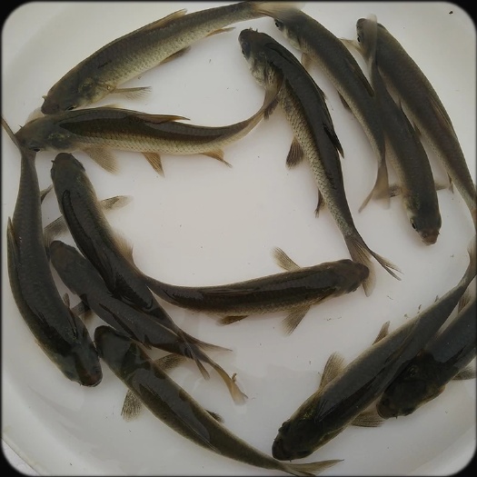 鹤山市 青鱼苗，螺蛳青鱼 黑鲩鱼苗 乌鲩鱼苗