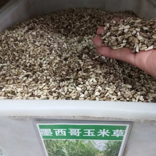 寿光市墨西哥玉米草 