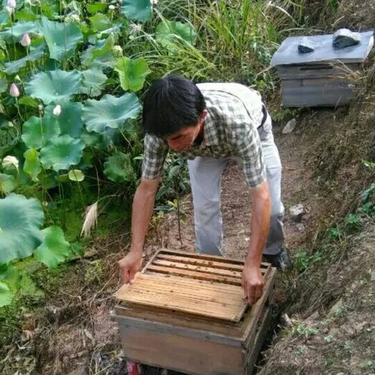 长汀县百花蜜 塑料瓶装 95%以上 2年以上