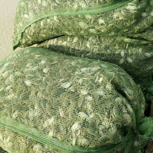 盘山县 盘锦优质蟹苗 大闸蟹苗 扣蟹苗  辽宁蟹苗