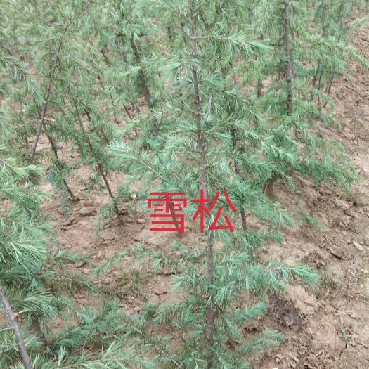 南京南京雪松