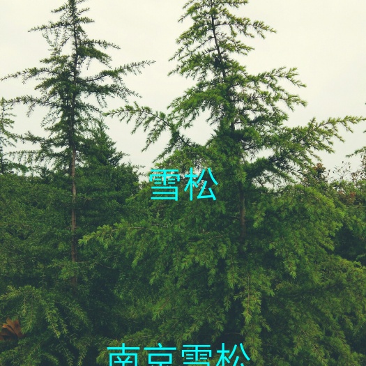 南京南京雪松