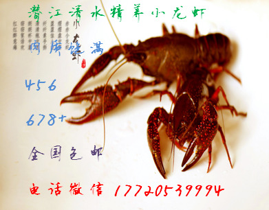 潜江市潜江小龙虾 4-6中青