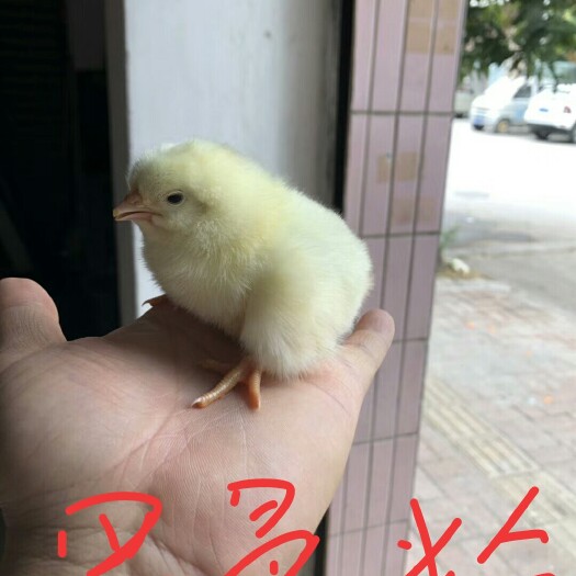 广州罗曼粉蛋鸡苗 母