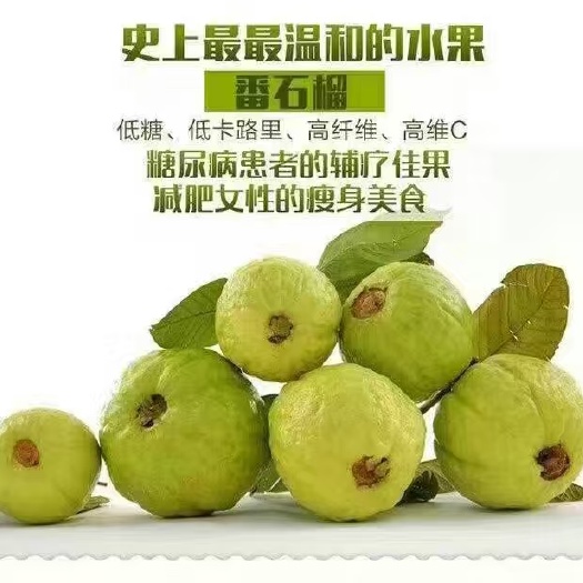 广州番石榴 石榴自己种植，占地一百亩，广东省内包邮