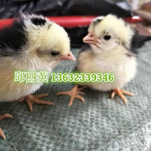 广州贵妃鸡苗 统货