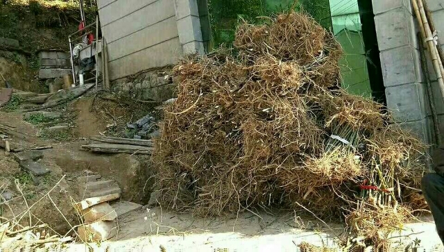 覆盆子种苗