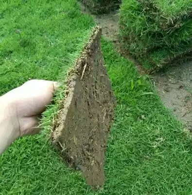 郴州马尼拉草皮 自产自销草皮