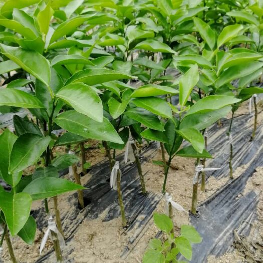 灵山县沃柑苗 嫁接苗 0.2~0.35米 