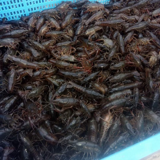 南京小龙虾苗