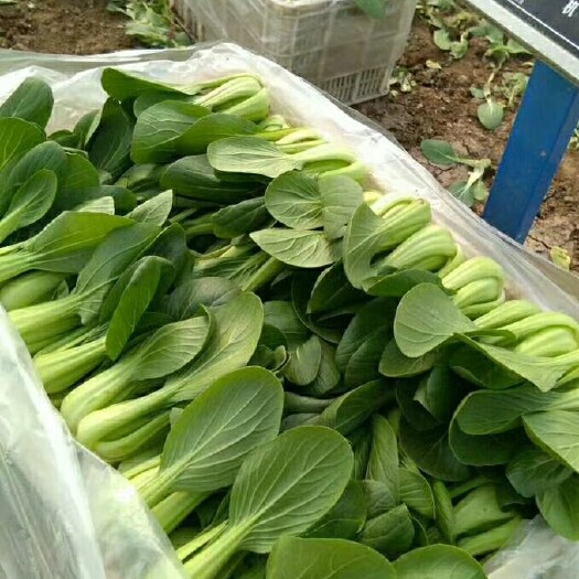 曹县 【精选】上海青油菜