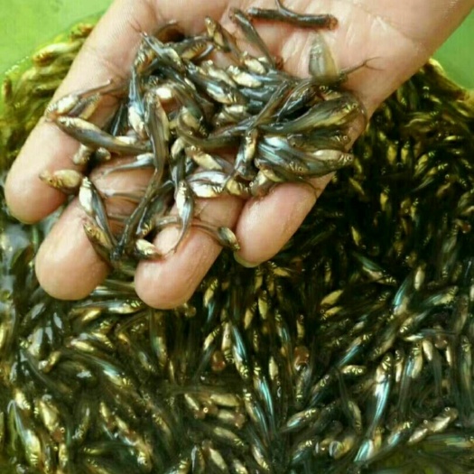 广州淡水巴沙鱼苗 