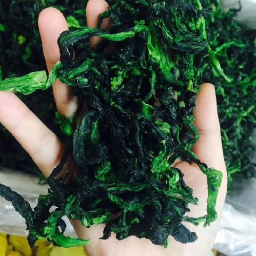 邳州市 万年青菜干  整颗万年青，精品货，厂家直销