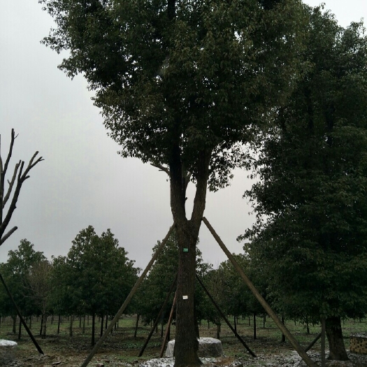 骨架香樟