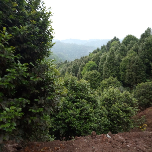 盐津县中大型茶花树