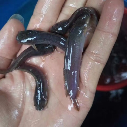 广州塘鲺苗 统货