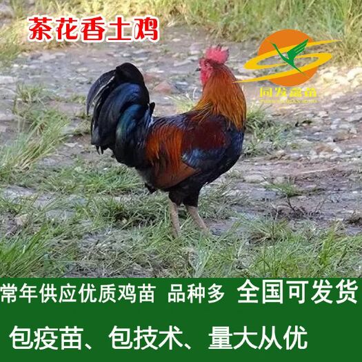 茶花鸡 2斤以下 统货