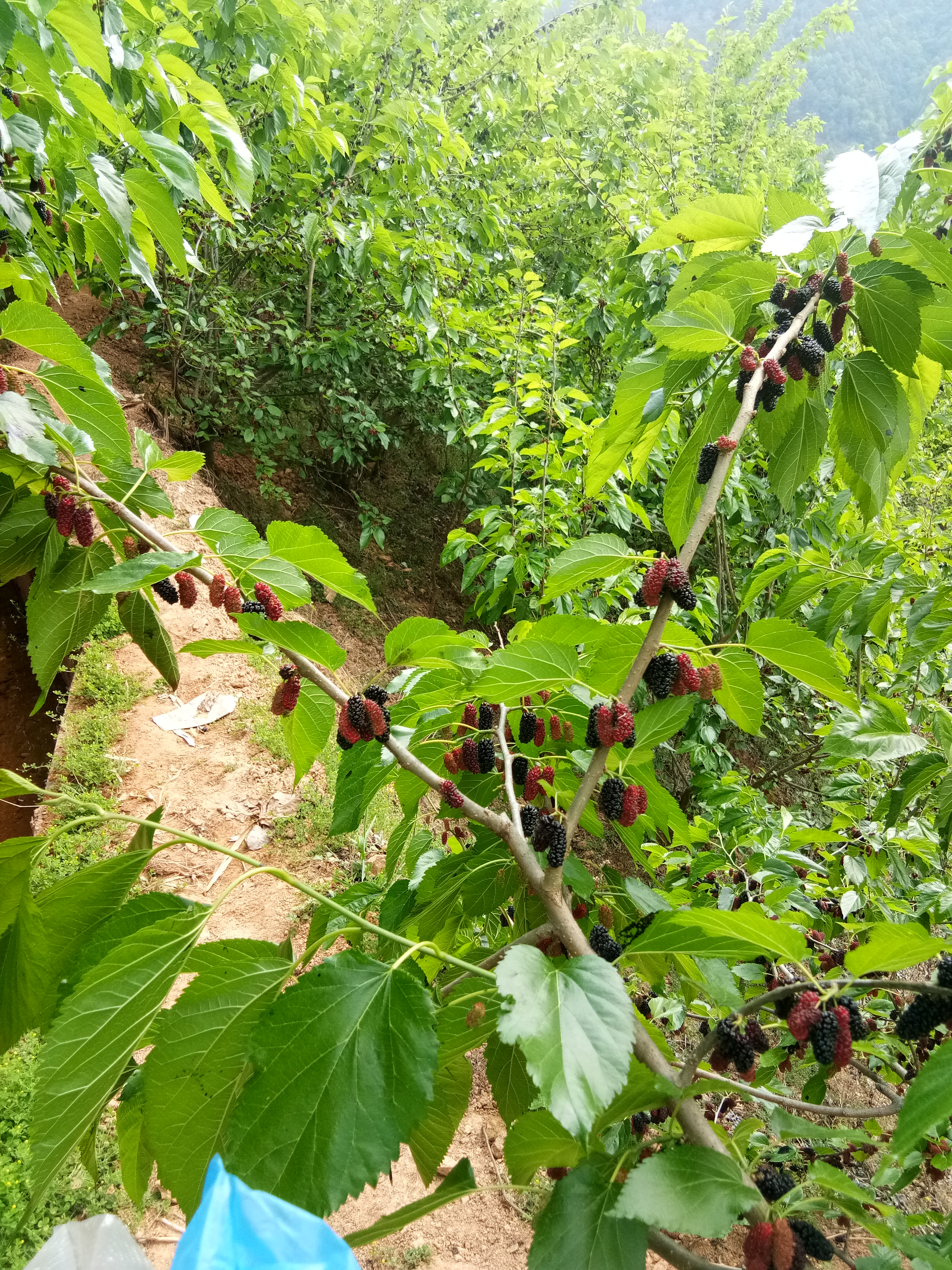 我刚发布了新供应[攀枝花黑桑葚 5cm,想要货的可以找我咨询!