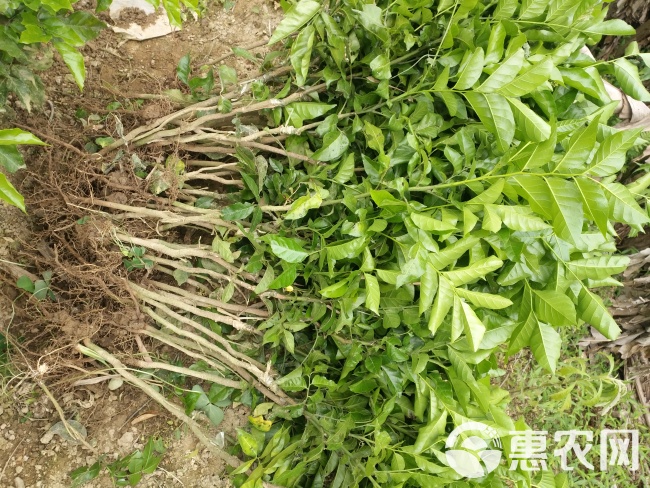 黑黄皮果苗  种植第二年结果 产量