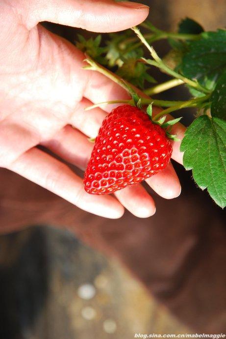 重庆市红颜草莓苗   天仙醉 醉侠 妙三 贵妃 久香 玫瑰香草莓苗