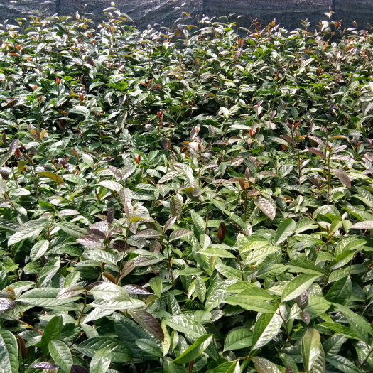 漳平市金花茶盆栽  金花茶 5cm以下