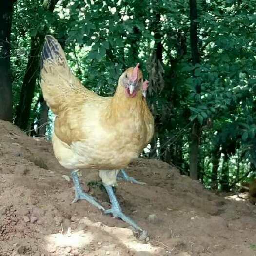 衡阳县青脚土鸡苗 
