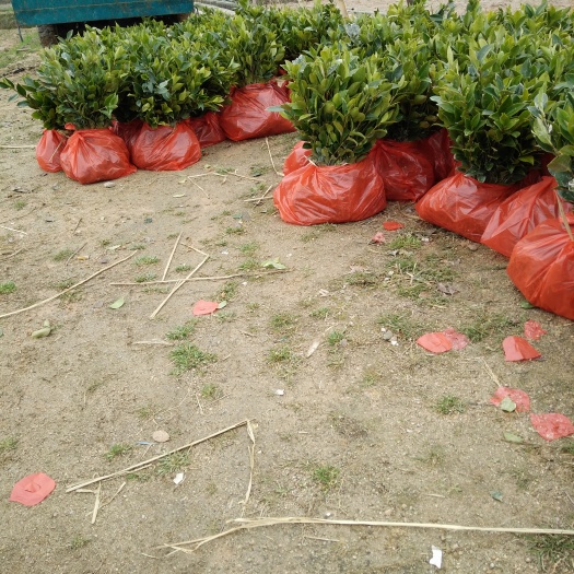 攸县湘林系列 一年生嫁接油茶苗