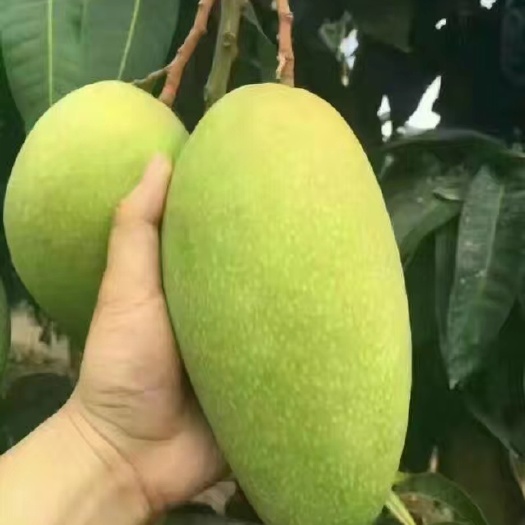 灵山县金煌芒果苗 金煌芒果正品嫁接苗，杯苗，地苗，免费提拱种植技术