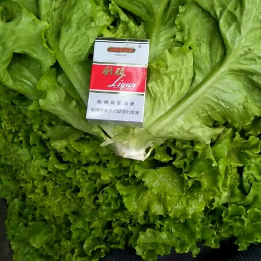 邯郸散叶生菜 7~8两