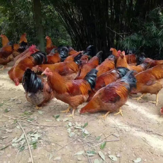 南宁土鸡苗 