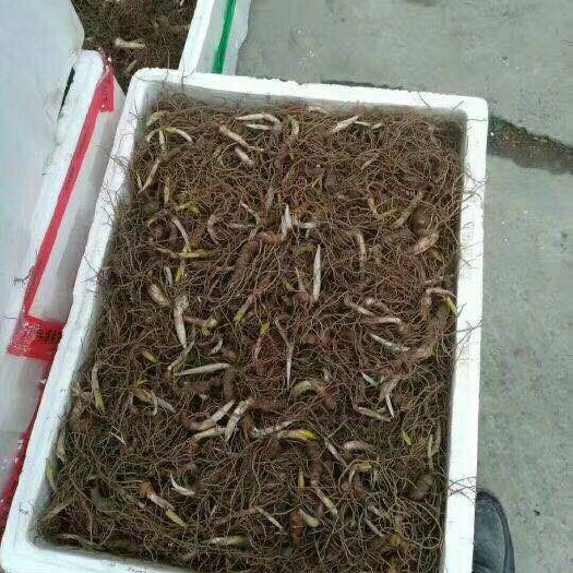 峨边县华重楼根茎苗