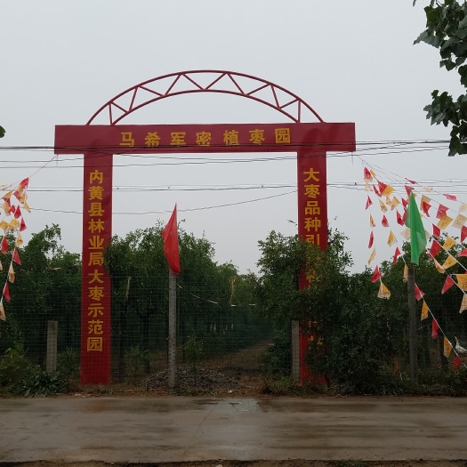 内黄县冬枣树苗