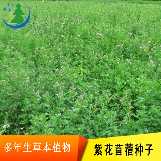 沭阳县紫花苜蓿