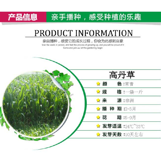 沭阳县高丹草 