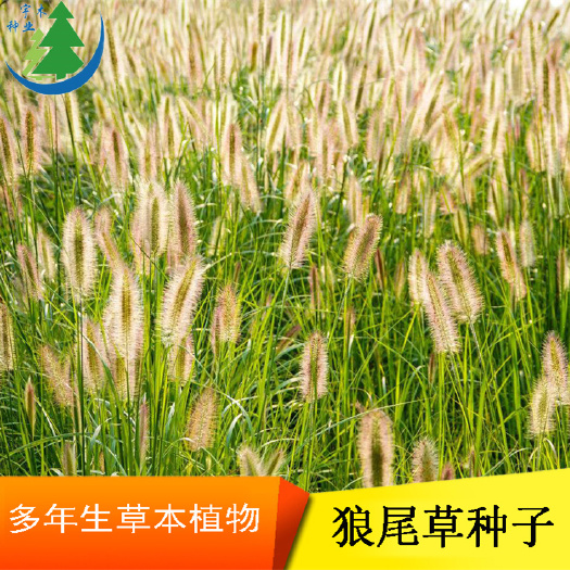 沭阳县狼尾草种子 