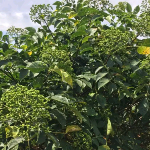 镇雄县吴茱萸