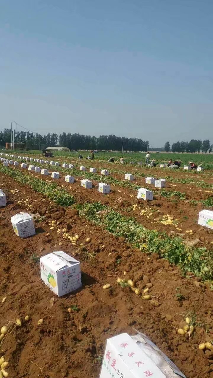 荷兰15  《推荐》山东肥城土豆，山东荷兰十五土豆，黄皮黄瓤