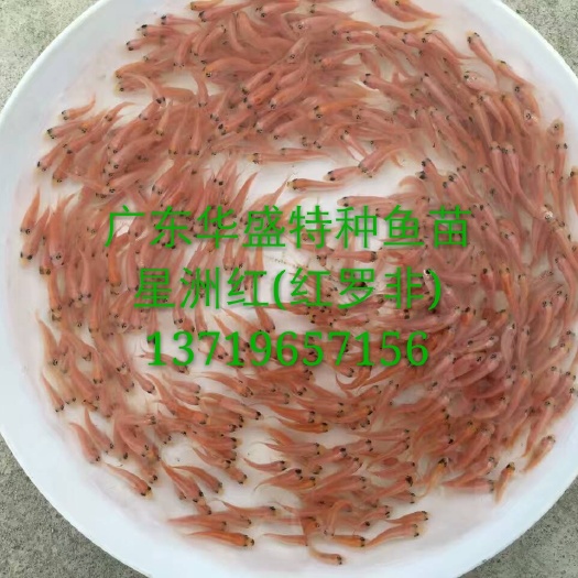 佛山红罗非鱼苗