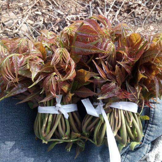 沂水县红香椿芽 露天种植 散装 一级 