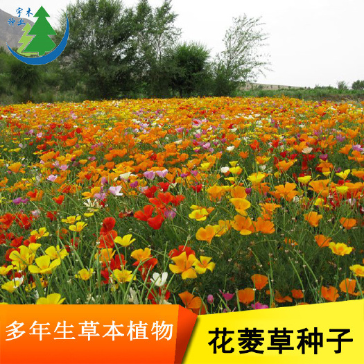 沭阳县花菱草种子