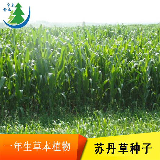 沭阳县苏丹草籽