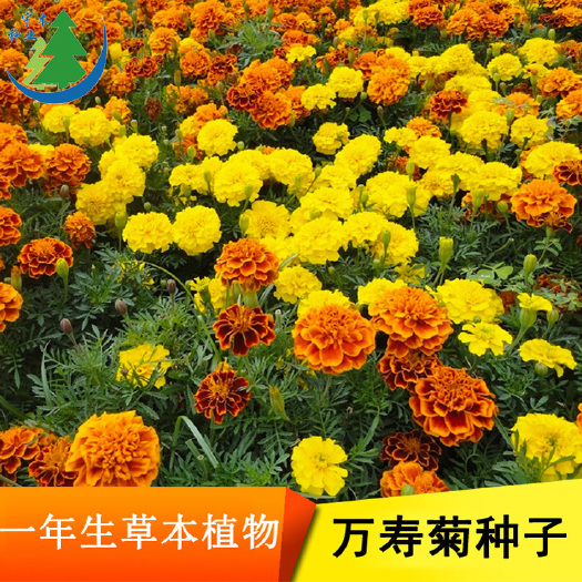 沭阳县南非万寿菊种子 
