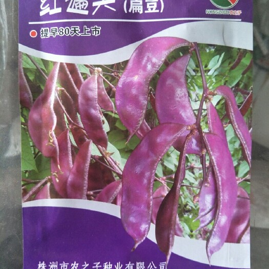 紫扁豆 1cm以上 10cm以下 