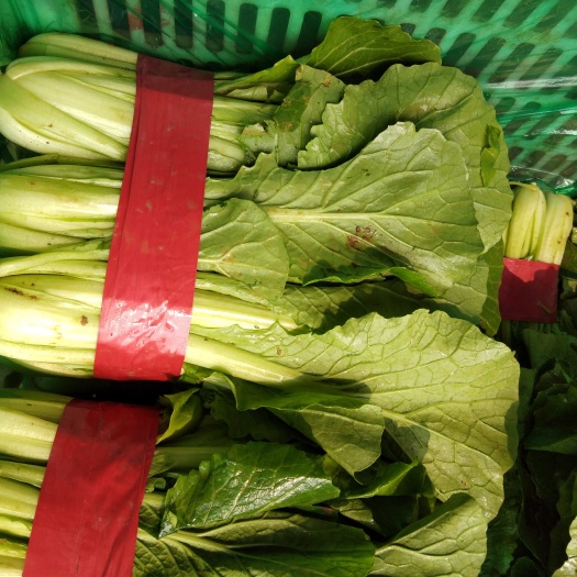 邯郸速生小白菜 10~15公分