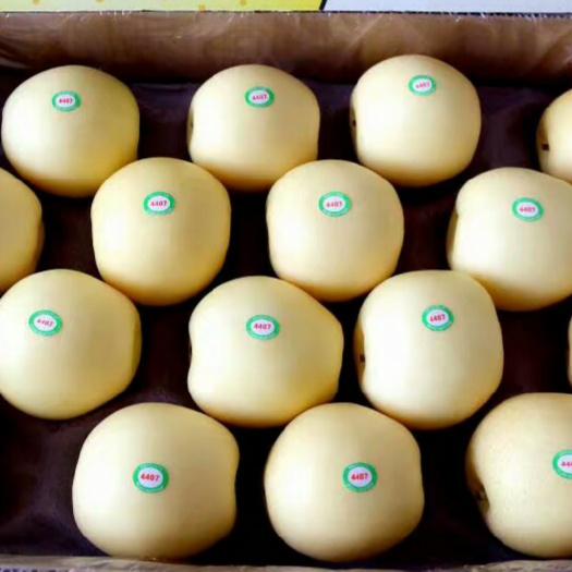 晋州市皇冠梨 550-600g 85mm以上 