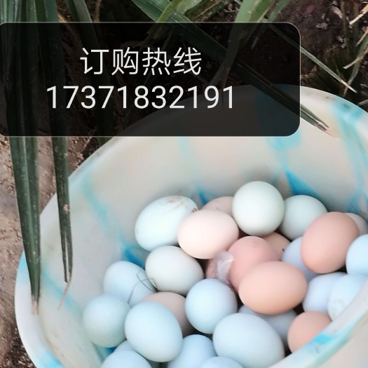 宣恩县绿壳鸡蛋 食用 礼盒装