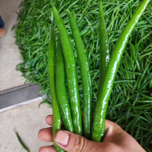 钦州尖椒 15~20cm 靑色 中辣