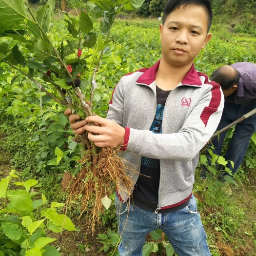 灵山县四季大果桑苗