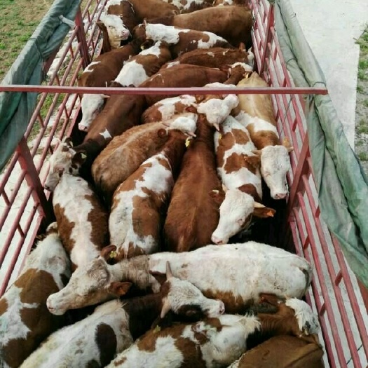 忻州西门塔尔牛 200-300斤 统货