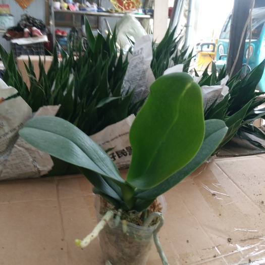 沭阳县蝴蝶兰 不含盆